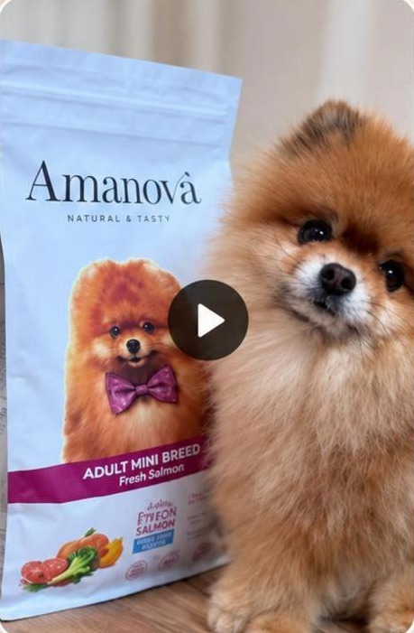 Mr. Crumb with Amanova fresh salmon dog food