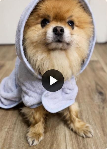 Mr. Crumb wrapped in a towel after his bath