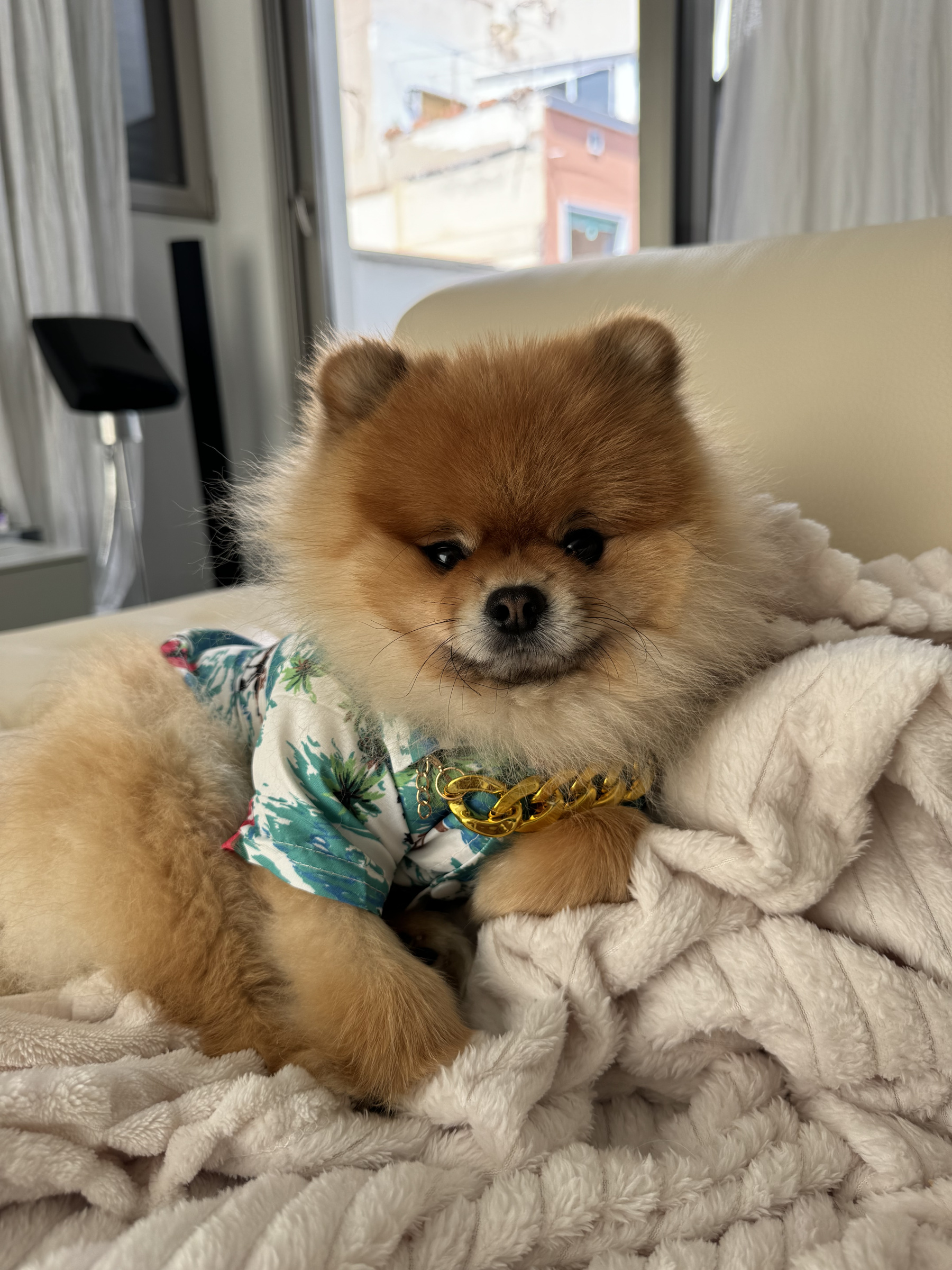 Mr. Crumb in a patterned shirt on a soft blanket