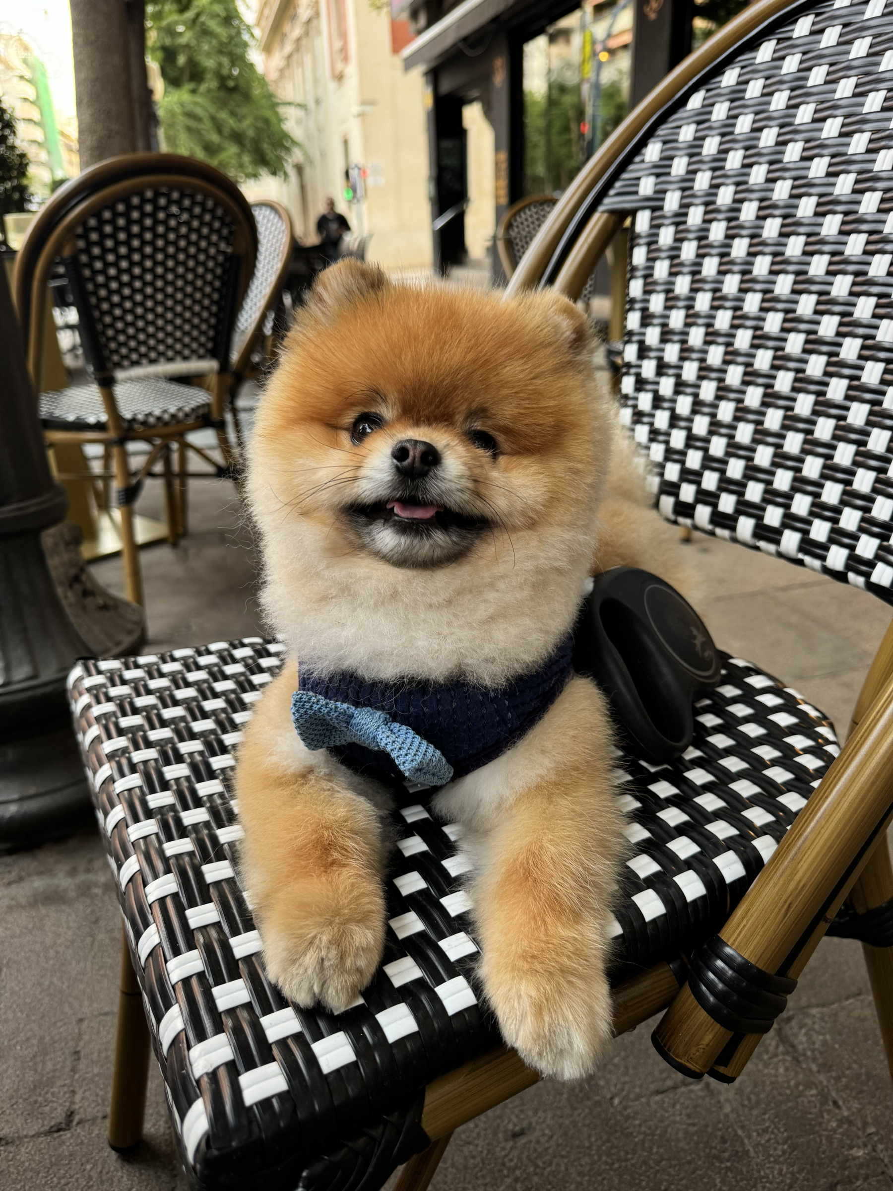 Mr. Crumb wearing a bow tie on a café chair