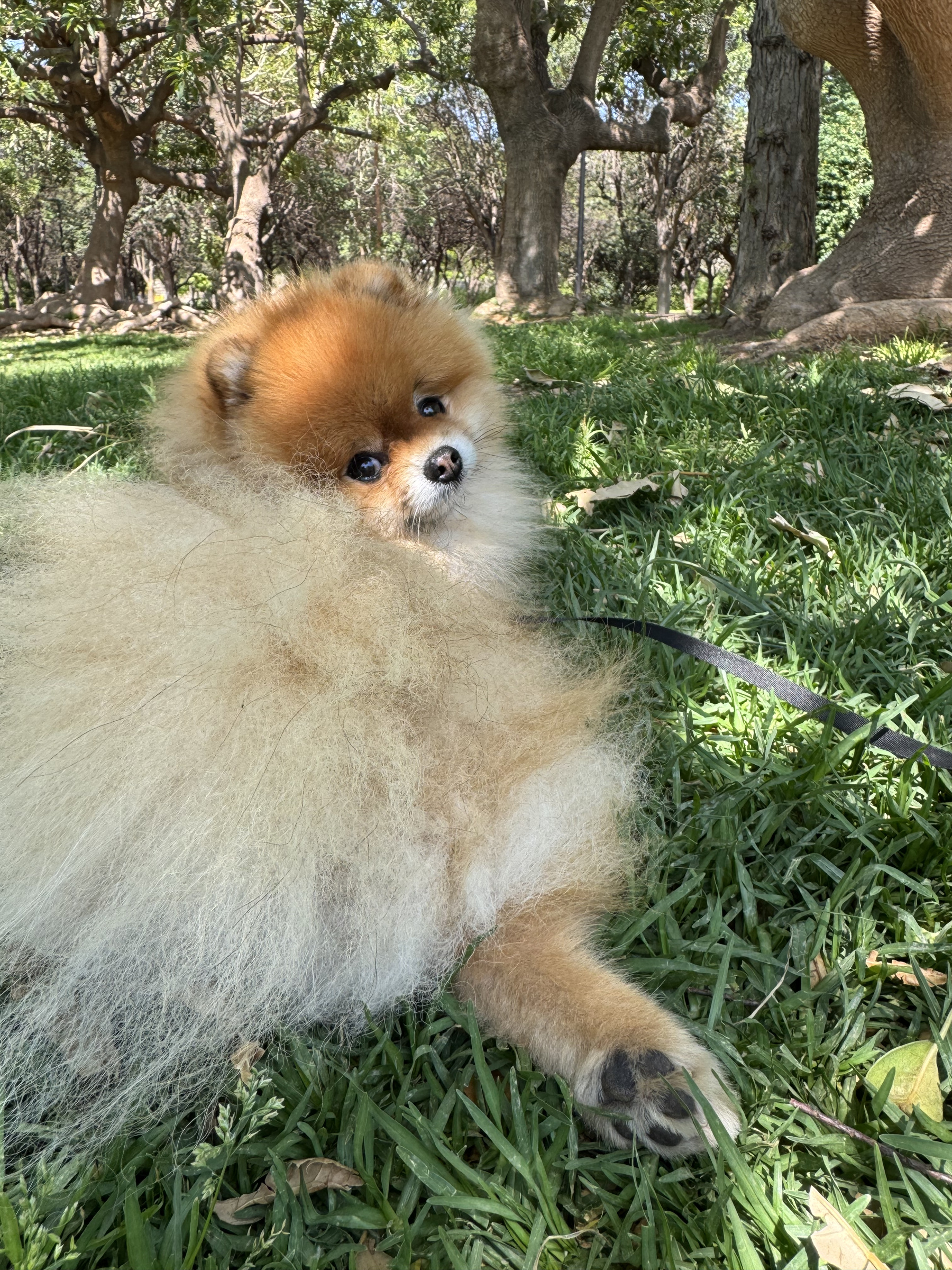 Mr. Crumb enjoying the grass outdoors