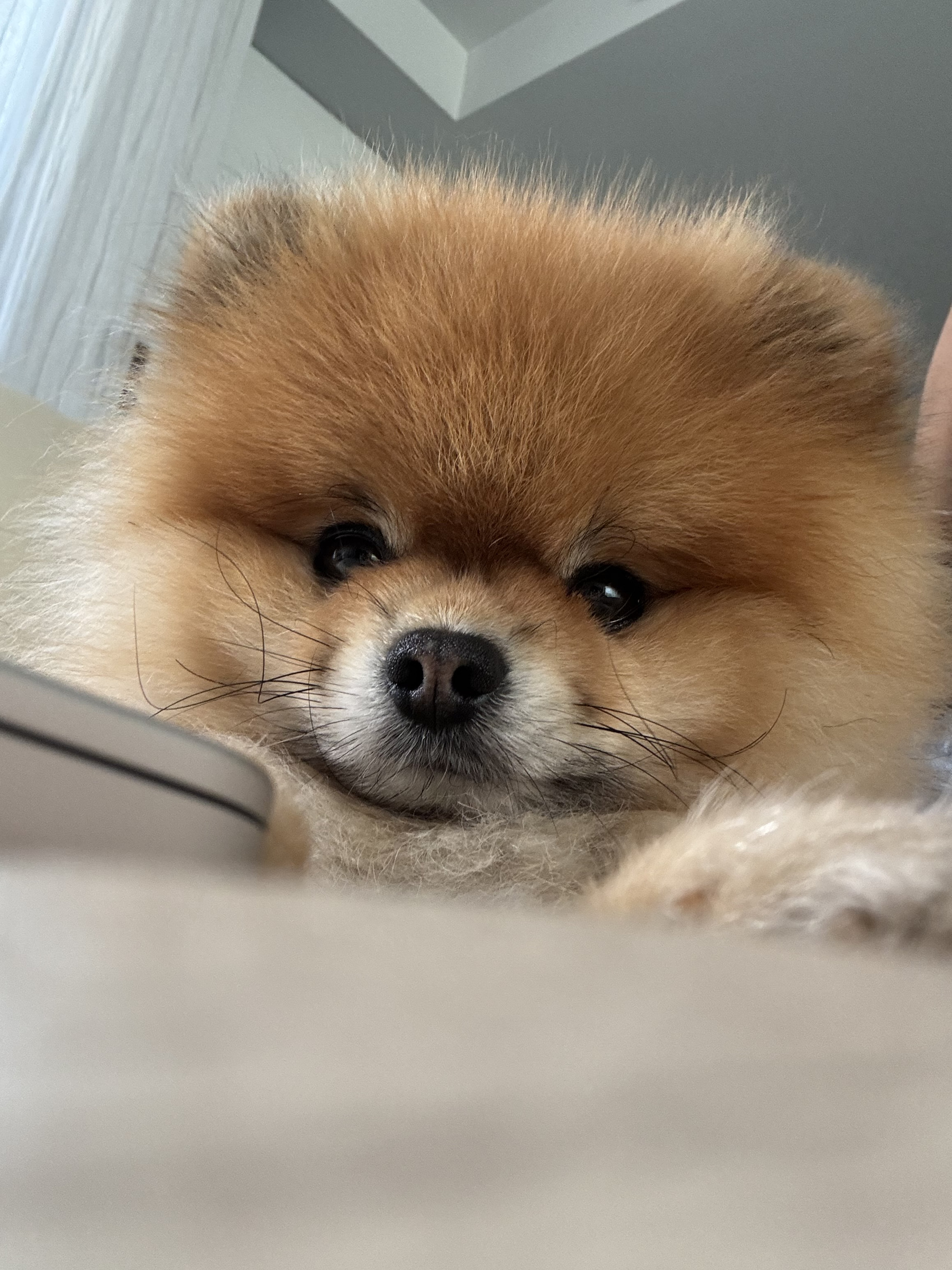 A close-up of Mr. Crumb resting his chin