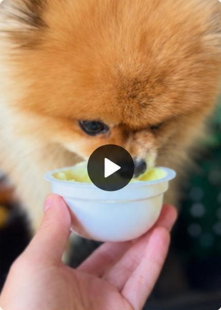 Mr. Crumb tasting YowUp frozen yogurt